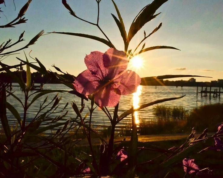 flowers were always your favorite